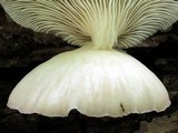 Pleurotus pulmonarius image