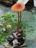 Marasmius cohaerens image