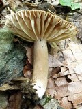 Lactarius gerardii image