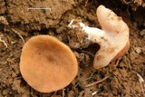 Gyromitra melaleucoides image