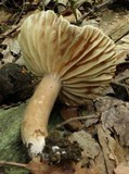 Lactarius gerardii image