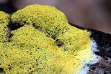 Fuligo septica image