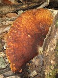 Piptoporus quercinus image