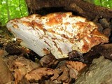 Piptoporus quercinus image