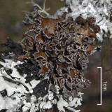 Tuckermanopsis chlorophylla image