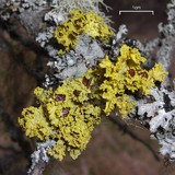 Vulpicida canadensis image
