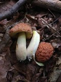 Boletus hortonii image