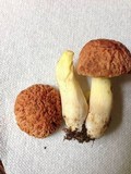 Boletus hortonii image