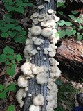 Pleurotus pulmonarius image