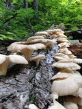 Pleurotus pulmonarius image