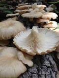 Pleurotus pulmonarius image