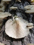 Pleurotus pulmonarius image