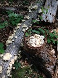 Pleurotus pulmonarius image