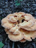 Laetiporus cincinnatus image