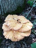 Laetiporus cincinnatus image