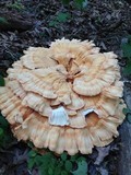 Laetiporus cincinnatus image