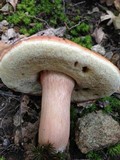 Xanthoconium purpureum image