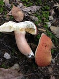 Xanthoconium purpureum image