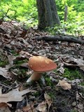 Xanthoconium purpureum image
