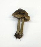 Entoloma vernum image