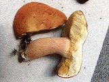 Xanthoconium purpureum image
