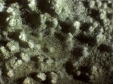 Amaurodon viridis image