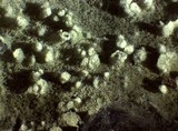 Amaurodon viridis image