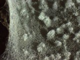 Amaurodon viridis image