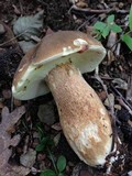 Boletus variipes image