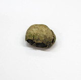 Elaphomyces granulatus image