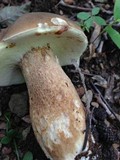 Boletus variipes image