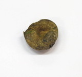Elaphomyces granulatus image