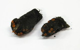 Cheilymenia fimicola image
