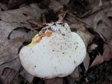 Piptoporus quercinus image