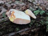 Piptoporus quercinus image