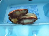 Piptoporus quercinus image