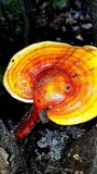 Ganoderma curtisii image