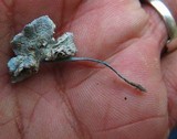 Leucoagaricus caerulescens image