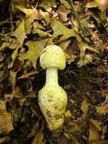 Amanita daucipes image