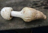 Amanita daucipes image