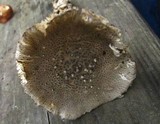 Amanita onusta image