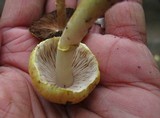 Agaricus auricolor image