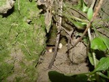Scleroderma bovista image