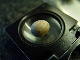 Scleroderma bovista image