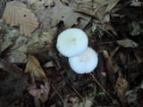 Volvariella hypopithys image