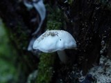 Pluteus petasatus image