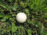 Agrocybe dura image