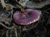 Russula rosea image