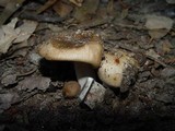 Russula sororia image