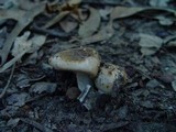 Russula sororia image